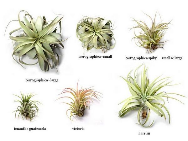 Tillandsia2