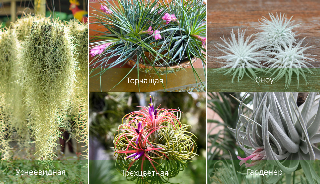 Tillandsia2